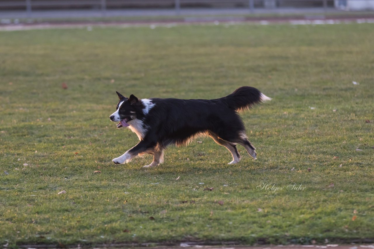 Bild 1 - Hundeshooting